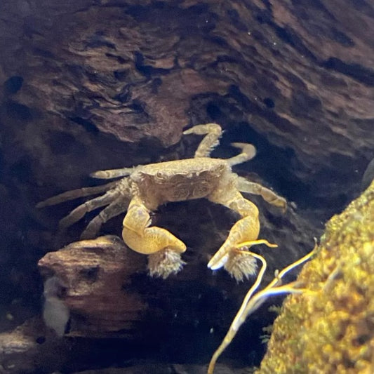 啦啦蟹 Pom Pom Crab ( Ptychognathus barbatus )