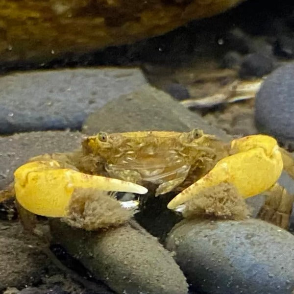 啦啦蟹 Pom Pom Crab ( Ptychognathus barbatus )