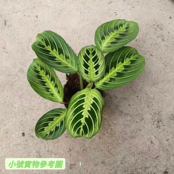 白脈葉蟬竹芋 Prayer plant（Maranta leuconeura var.）