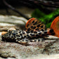 帝王血鑽 （ Pseudacanthicus Leopardus L600 ）