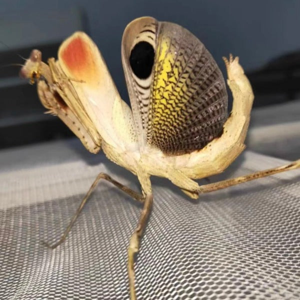 孔雀螳螂 ( Pseudempusa pinnapavonis )