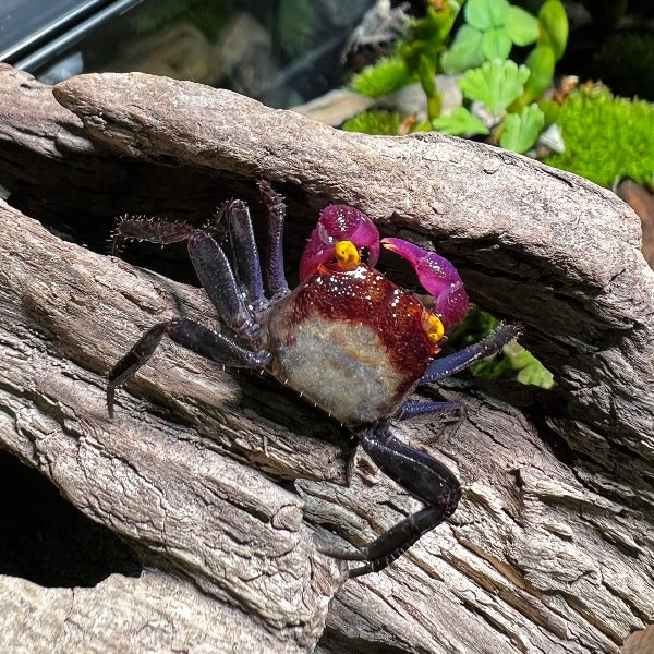 紫玉惡魔蟹 Purple Jade Vampire Crab ( Geosesarma sp. )