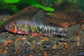 黑鰭鳈 Rainbow gudgeon (Sarcocheilichthys nigripinnis)