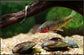 黑鰭鳈 Rainbow gudgeon (Sarcocheilichthys nigripinnis)