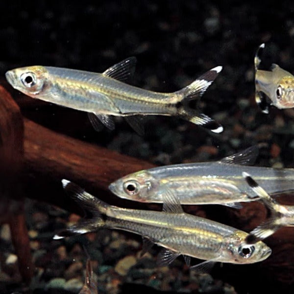 黑尾剪刀燈魚 ( Rasbora trilineata )