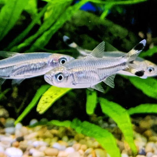 黑尾剪刀燈魚 ( Rasbora trilineata )