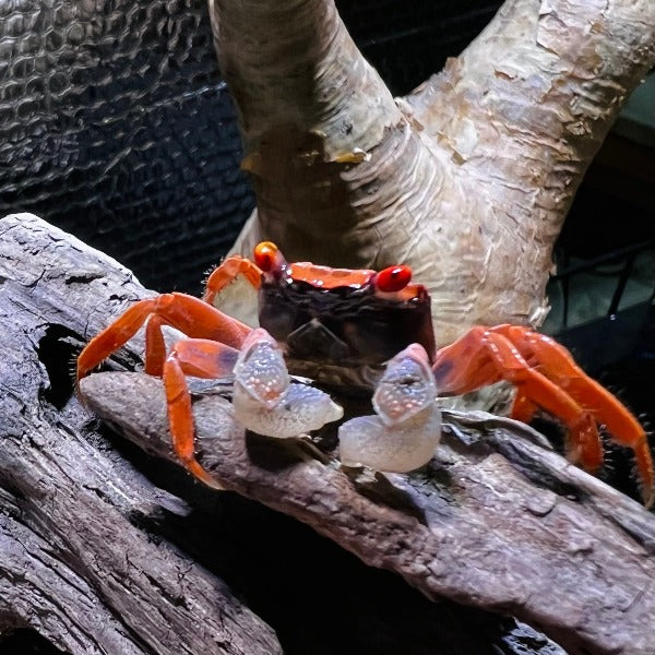 金粉惡魔蟹 Red Carnaval Crab ( Geosesarma aristocratensis )