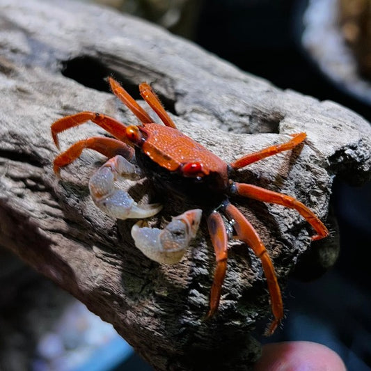 Red Carnaval Crab (Geosesarma aristocratensis)