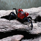 火焰惡魔蟹 Red Devil Vampire Crab ( Geosesarma hagen )