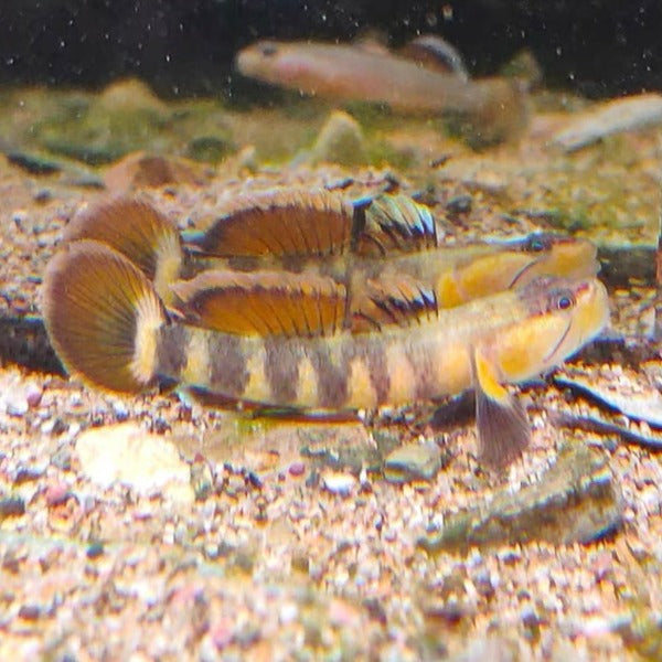 虎斑吻蝦虎（ Rhinogobius sp. ）