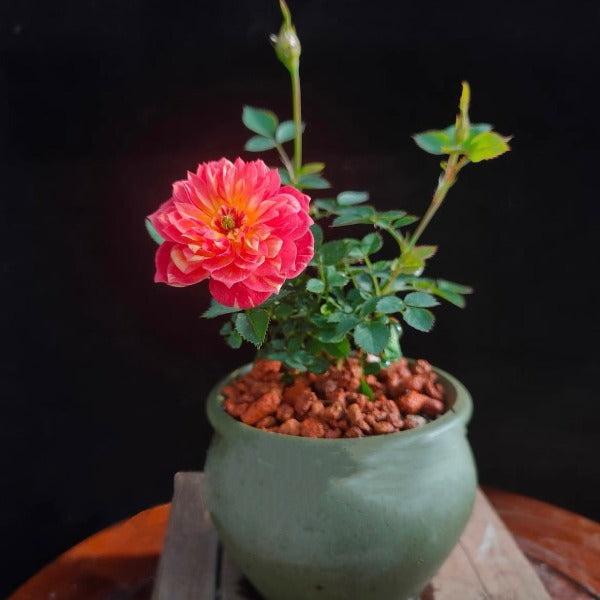 躲躲藏藏微型月季 （Rose Miniature '  Cache Cache ' ）
