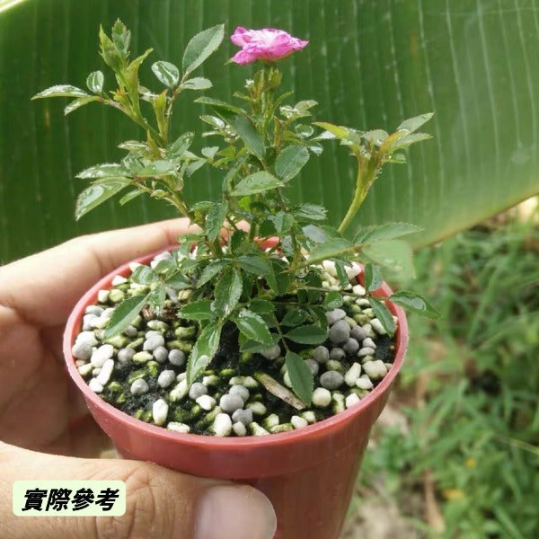 紫紅微型月季 （Rose Miniature '  Fuchsia ' ）