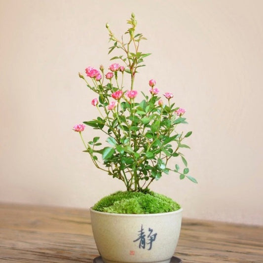 須惠姬微型月季 （Rose Miniature '  Suehime ' ）