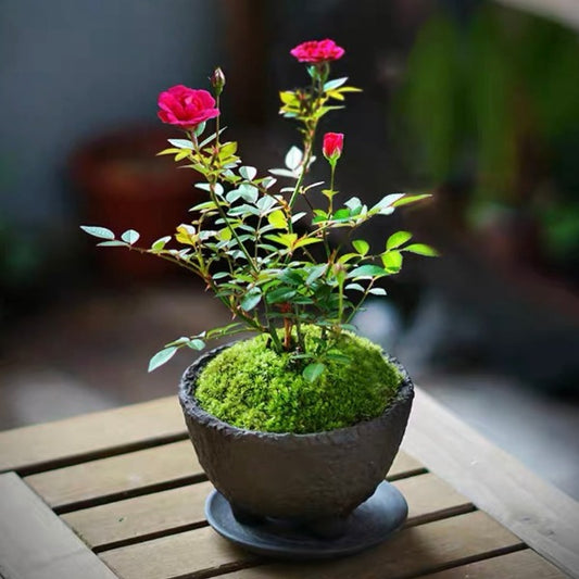 紫咲微型月季 （Rose Miniature '  Zisaki ' ）