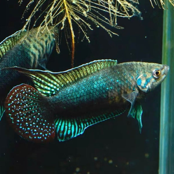 圓尾鬥魚Roundtail Paradise Fish ( Macropodus ocellatus )