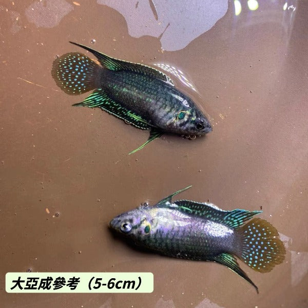圓尾鬥魚 Roundtail Paradise Fish ( Macropodus ocellatus )