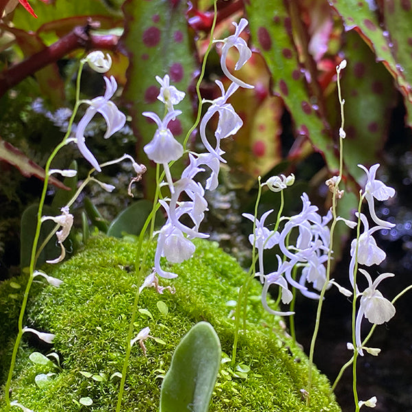 小白兔狸藻 Sanderson's bladderwort ( Utricularia sandersonii )