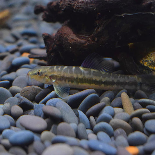 美麗小條鰍（Micronemacheilus pulcher ）
