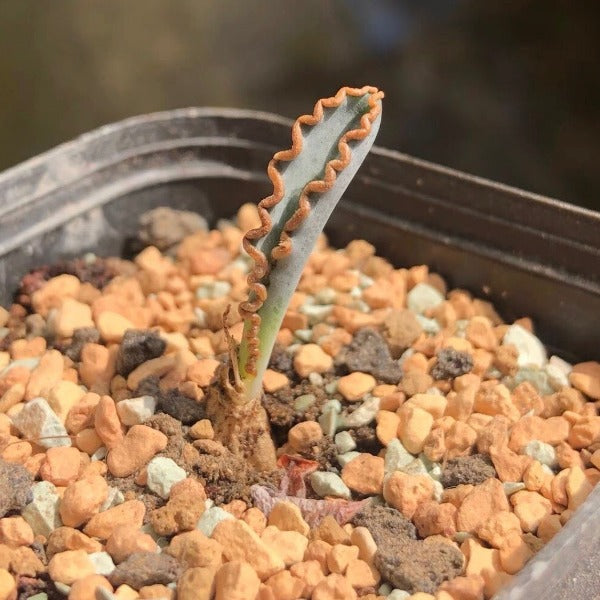波葉彈簧草 Slug Spring Grass ( Albuca dilucula )