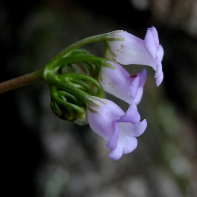 銹色蛛毛苣苔 Paraboea rufescens ( Franch. ) Burtt.