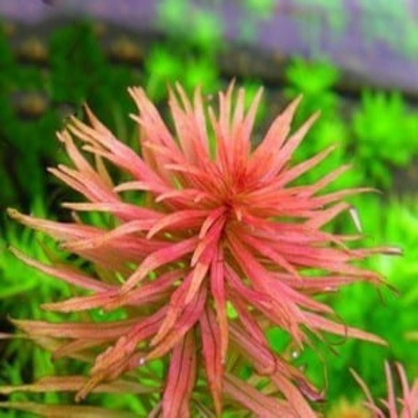 紅太陽草（Ludwigia Inclinata var.Verticillata'Pantanal'）