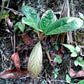 Paraboea guilinensis