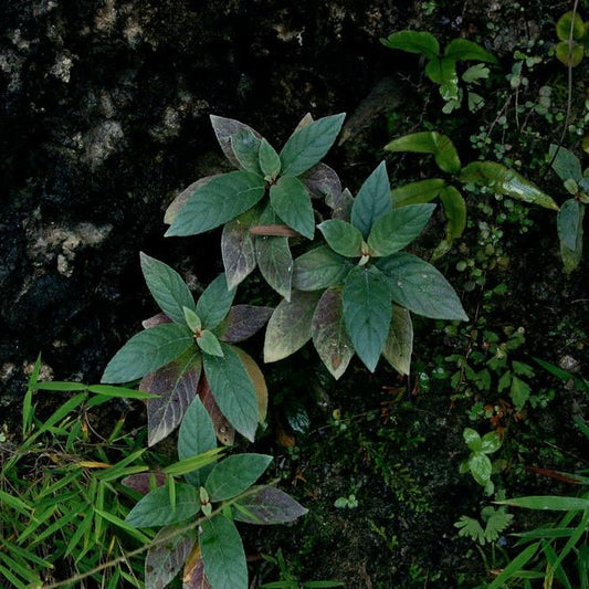 錐序蛛毛苣苔 Paraboea swinhoii ( Hance ) Burtt