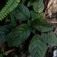 銹色蛛毛苣苔 Paraboea rufescens ( Franch. ) Burtt.