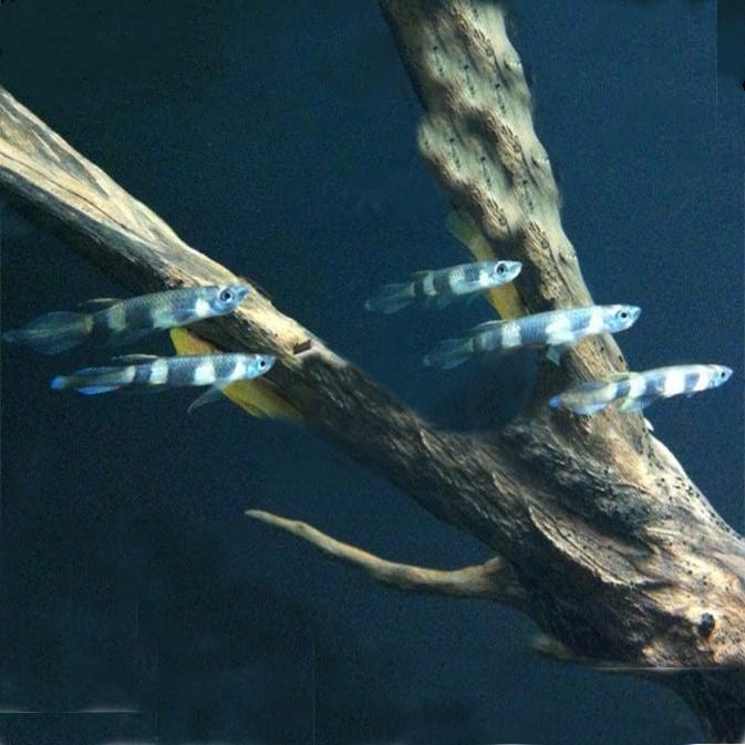 斑節鱂 Rocket Panchax (Pseudepiplatys annulatus)