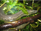 刺鰍 Lesser Spiny Eel (Mastacembelus aculeatus)