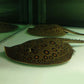 珍珠魟魚 Ocellate river stingray (Potamotrygon motoro)