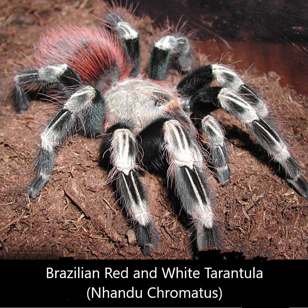 巴西白間紅尾 Brazilian Red and White Tarantula (Nhandu chromatus)