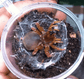 溝紋硬皮地蛛 Orange Purse Web Spider (Calommata signata)