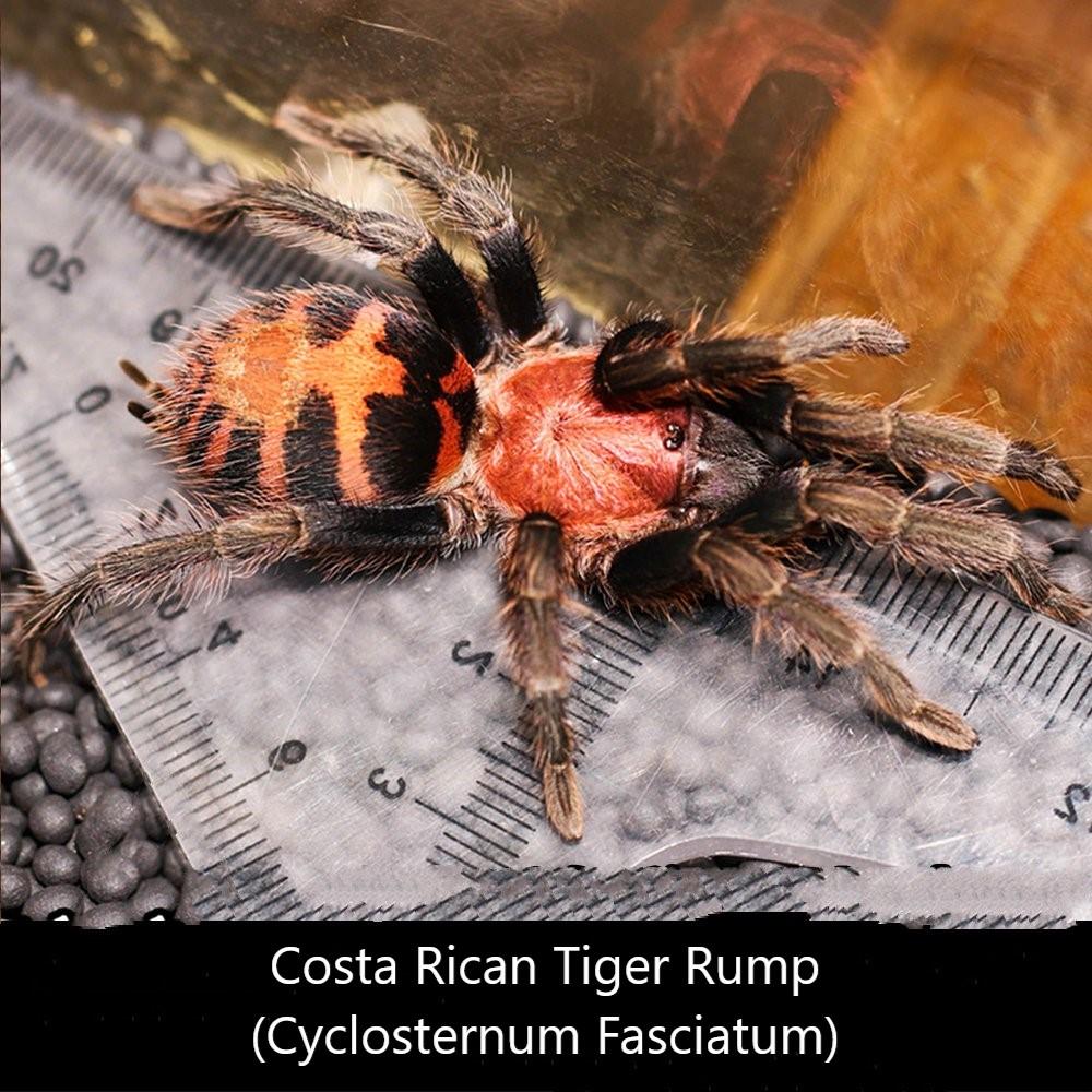哥斯達黎加老虎尾 Costa Rican Tiger Rump Tarantula (Cyclosternum fasciatum)