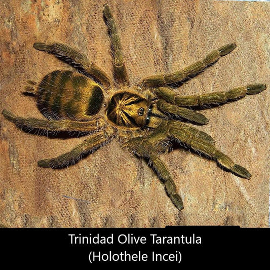 千里達橄欖金 Trinidad Olive Tarantula (Holothele incei)