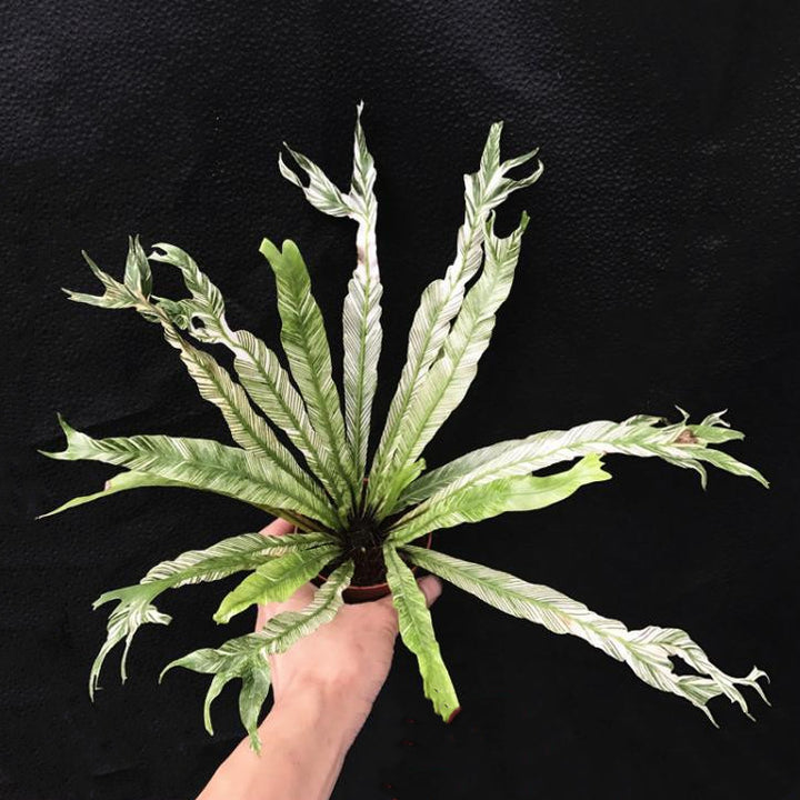 bird's nest fern variegated Bird Nest Fern Variegated (Asplenium nidus variegated) - GreenFlow - Specialist in Plants and Landscaping – 森流 GreenFlow