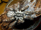 多哥星團巴布 Togo Starburst Tarantula (Heteroscodra maculata)