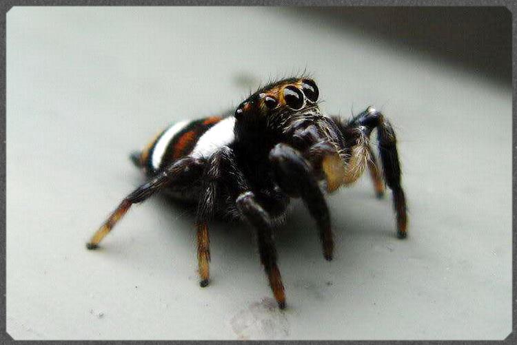 毛垛兜跳蛛 Oriental Jumping Spider (Ptocasius strupifer)