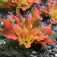 北美丁香 Ludwigia Pilosa ( Ludwigia sphaerocarpa )