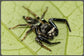 巴莫方胸蛛 Fighting Jumping Spider (Thiania bhamoensis)
