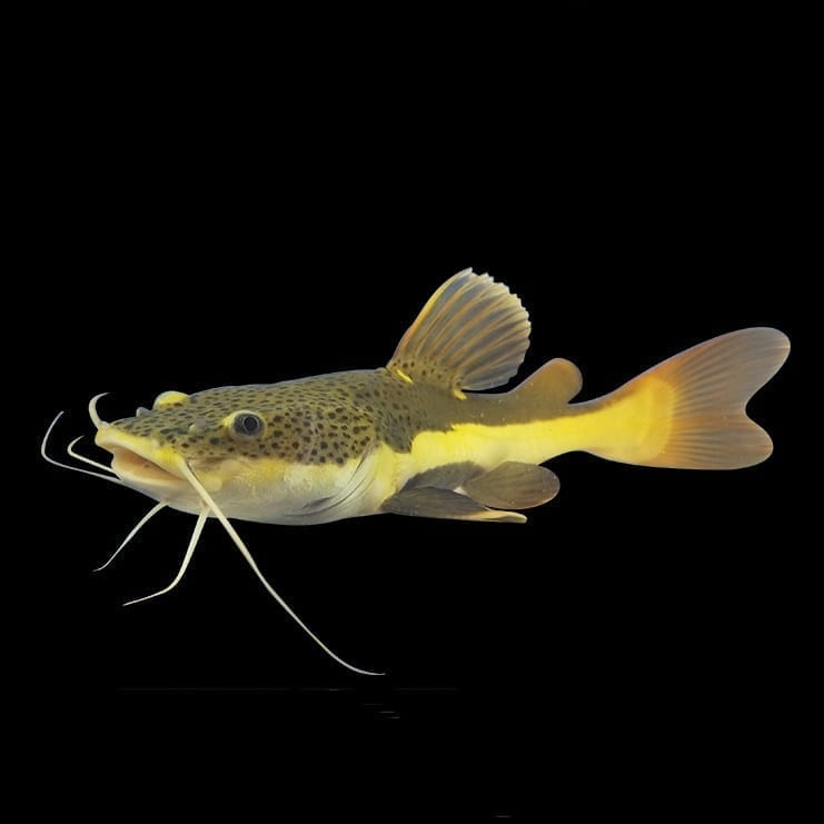 紅尾招財貓 Redtail Catfish (Phractocephalus hemioliopterus)