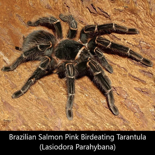 Brazilian Salmon Pink Birdeating Tarantula (Lasiodora parahybana)