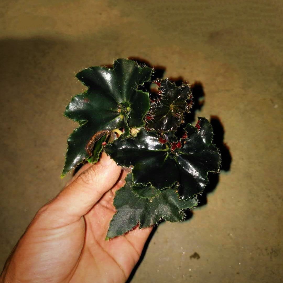 秋海棠黑曼巴 Black Mamba Begonia (Begonia 'Black Mamba' )