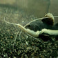 紅尾招財貓 Redtail Catfish (Phractocephalus hemioliopterus)