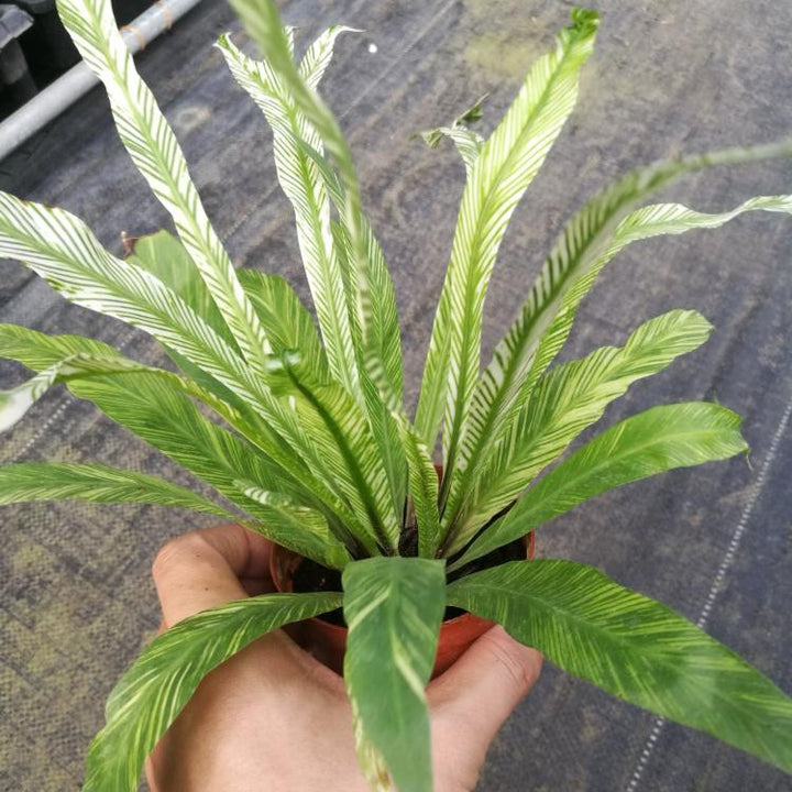 bird nest fern variegated Bird Nest Fern Variegated (Asplenium nidus variegated) - GreenFlow - Specialist in Plants and Landscaping – 森流 GreenFlow