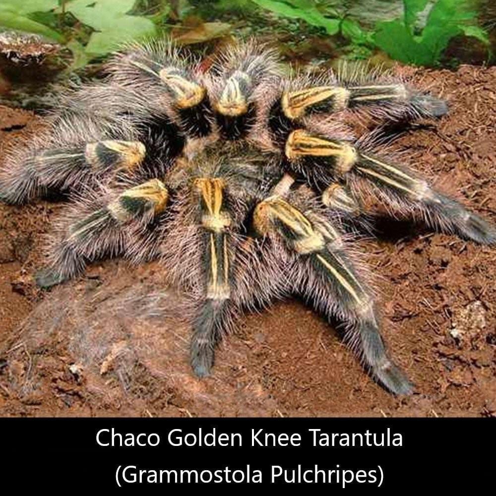 巴西巨人金直間 Chaco Golden Knee Tarantula (Grammostola pulchripes)