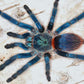 巴西藍絲絨 Brazilian Blue Dwarf Tarantula (Oligoxystre diamantinensis)