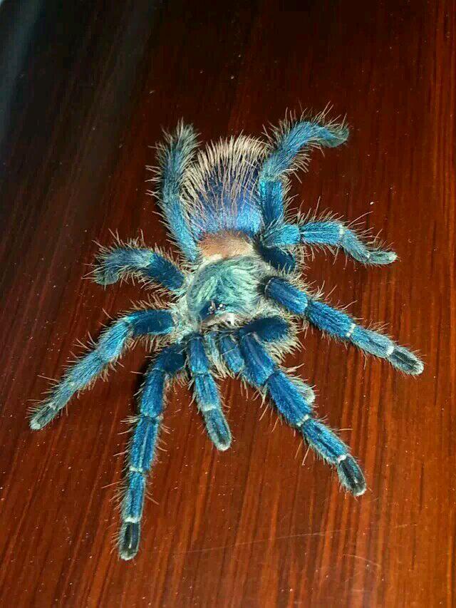 巴西藍絲絨 Brazilian Blue Dwarf Tarantula (Oligoxystre diamantinensis)