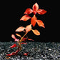 Ludwigia palustris ' super red '