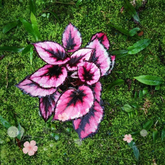 秋海棠  Begonia sp. (Pink)